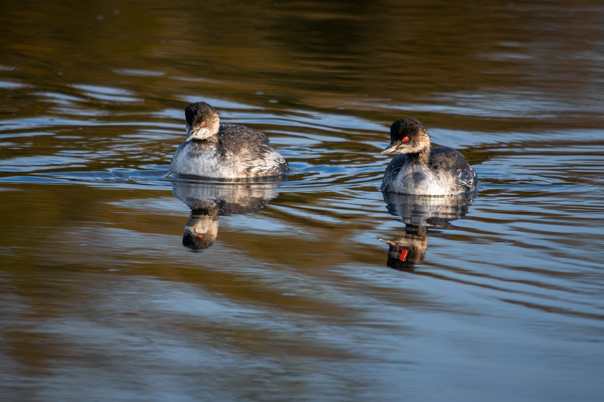 Eared Grebe - ML645956148