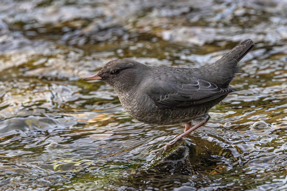 Ur-zozo iparramerikarra - ML645956151