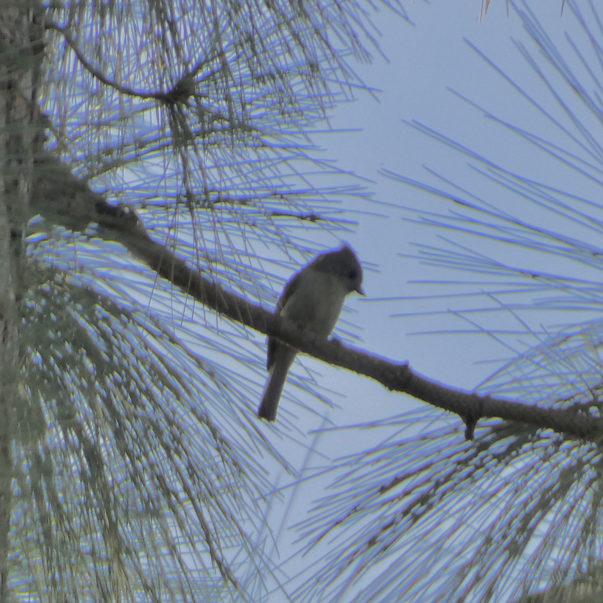 Oak Titmouse - ML645956152