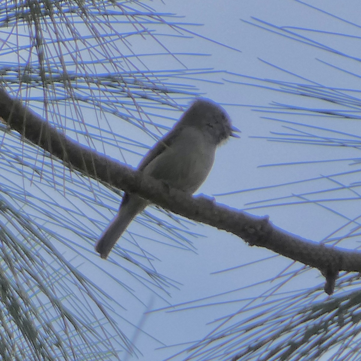 Oak Titmouse - ML645956153