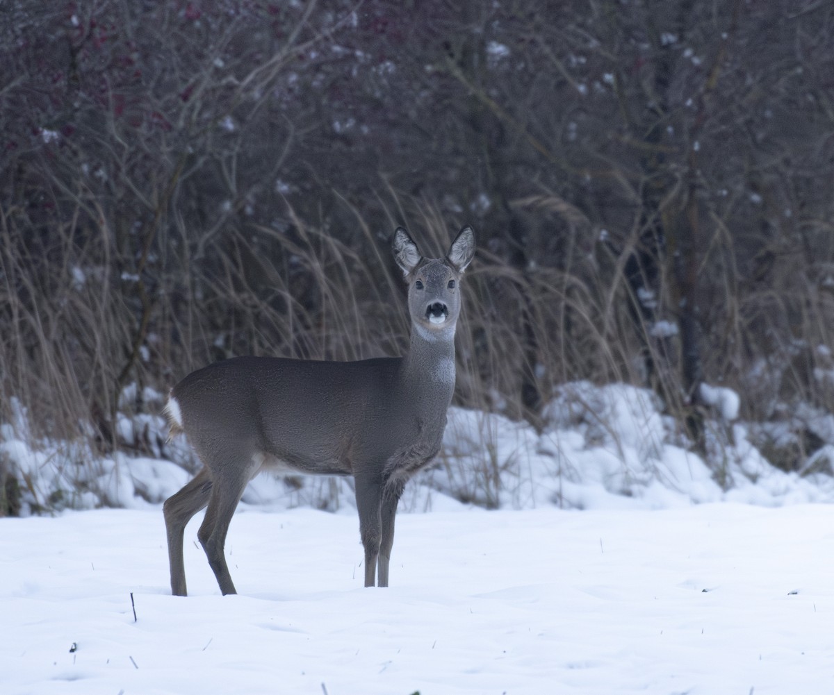 Roe Deer - ML645956157