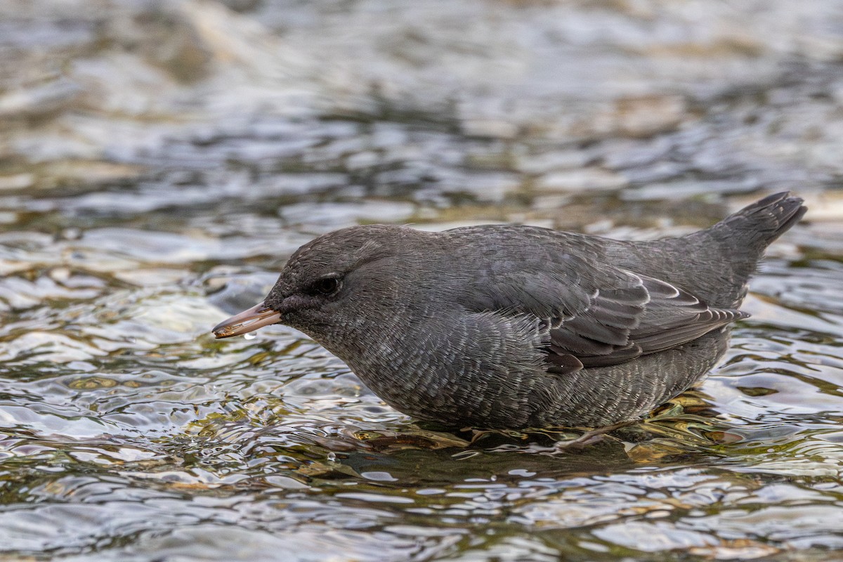 Ur-zozo iparramerikarra - ML645956161