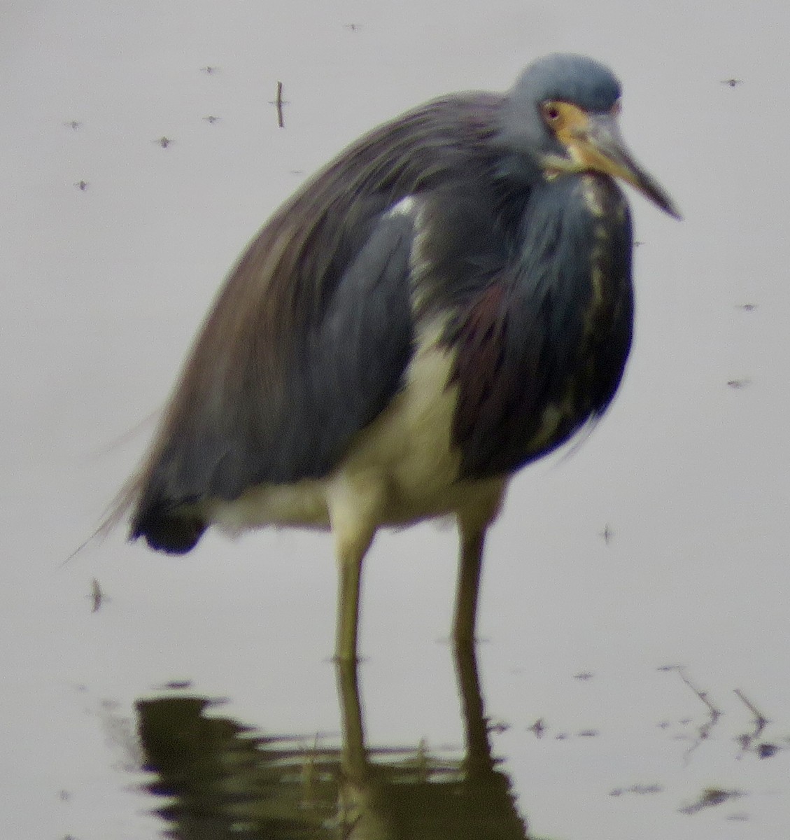 Tricolored Heron - ML645956162