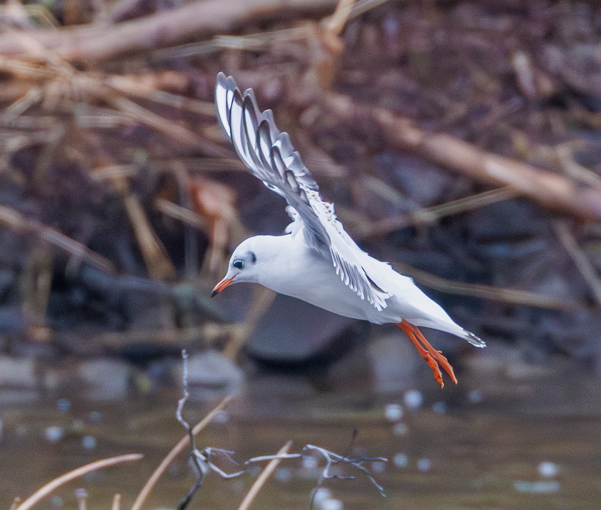 紅嘴鷗 - ML645956164