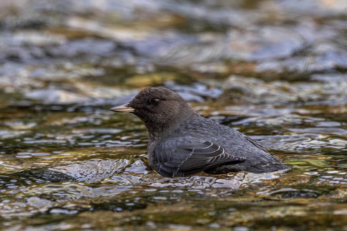 Ur-zozo iparramerikarra - ML645956165