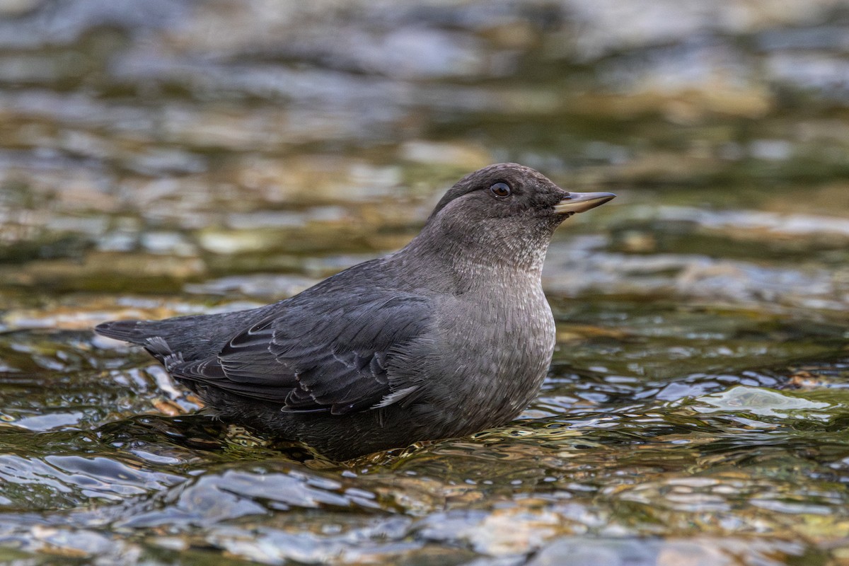 Ur-zozo iparramerikarra - ML645956167