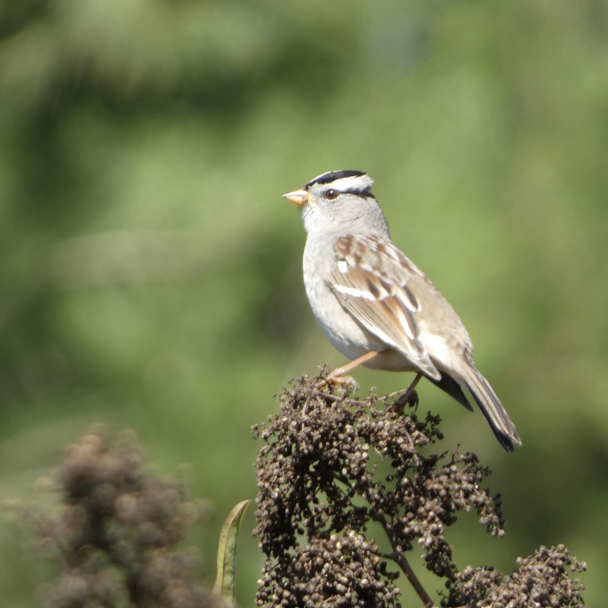 White-crowned Sparrow - ML645956168