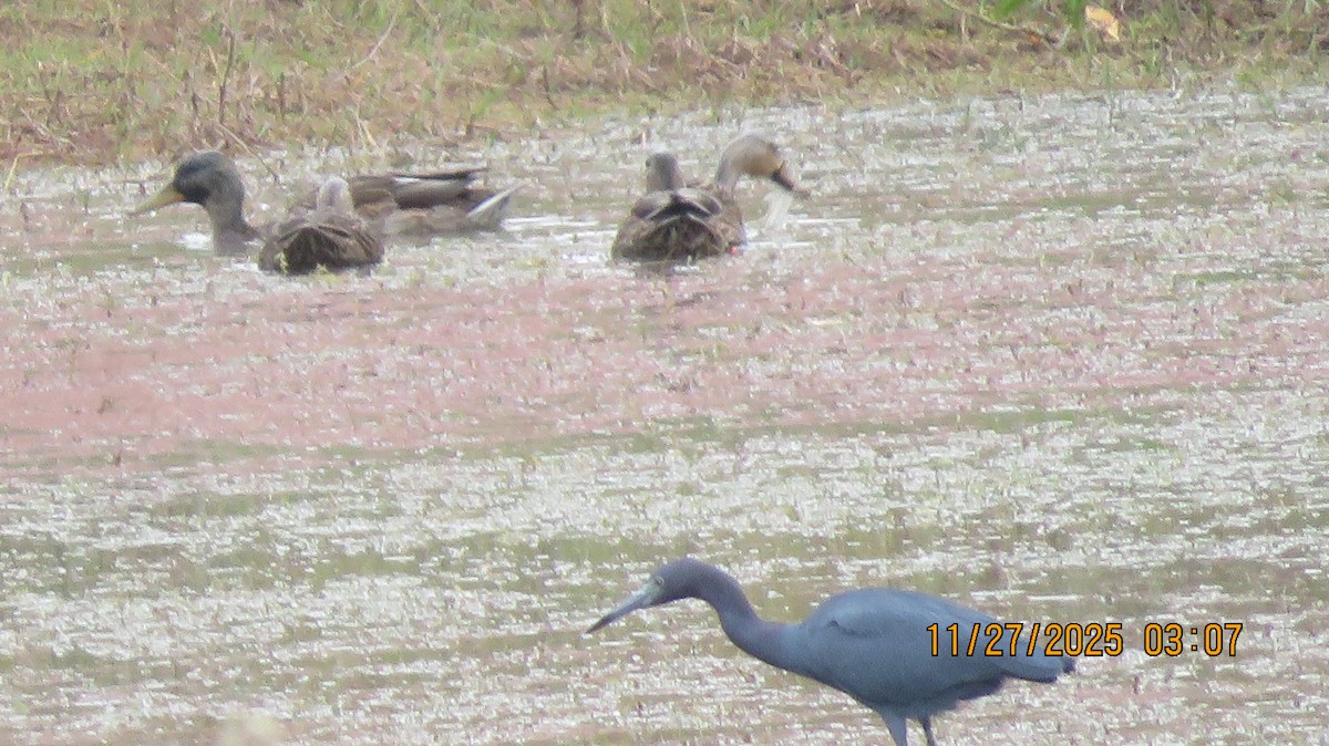 Little Blue Heron - ML645956171