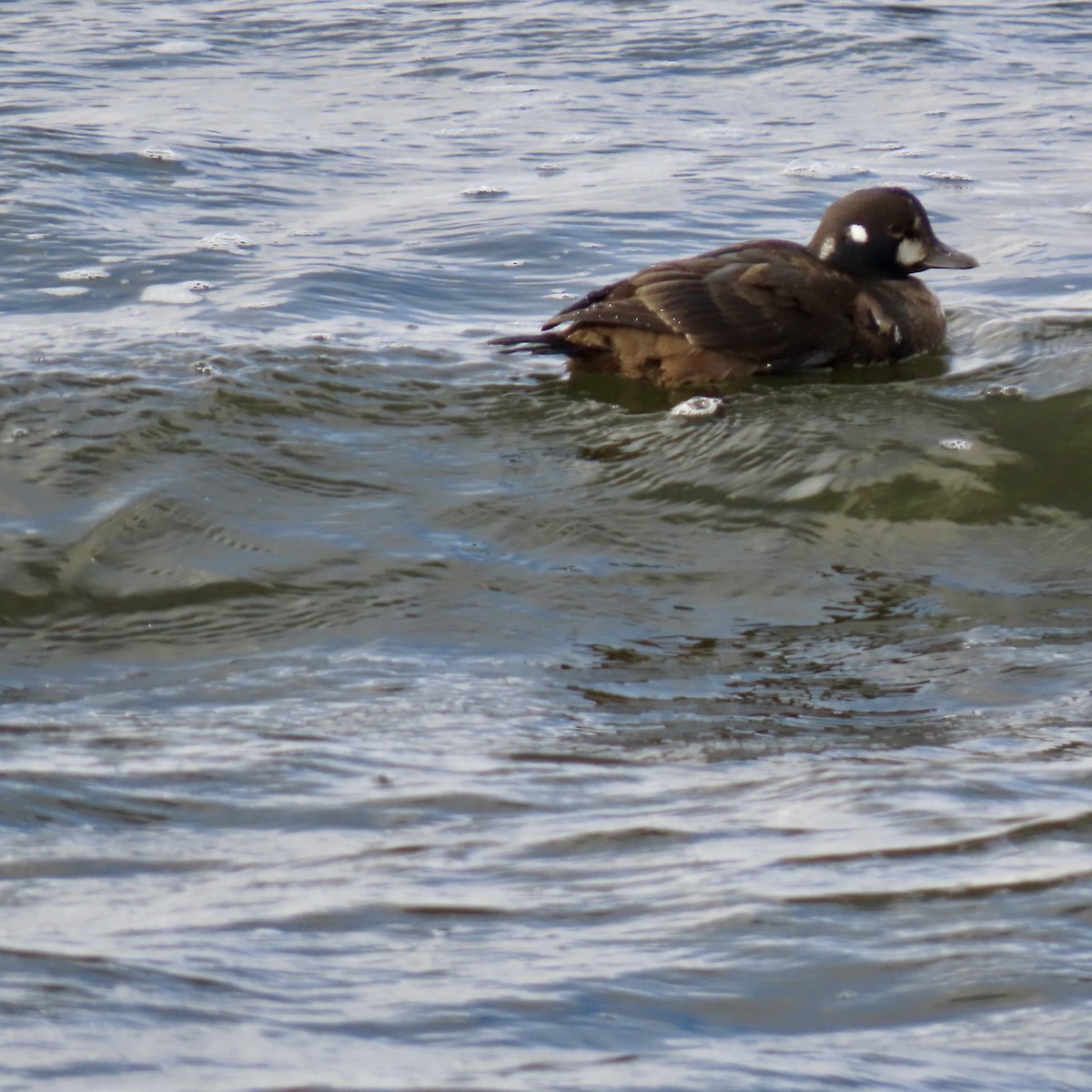 Moretta arlecchino - ML645956172