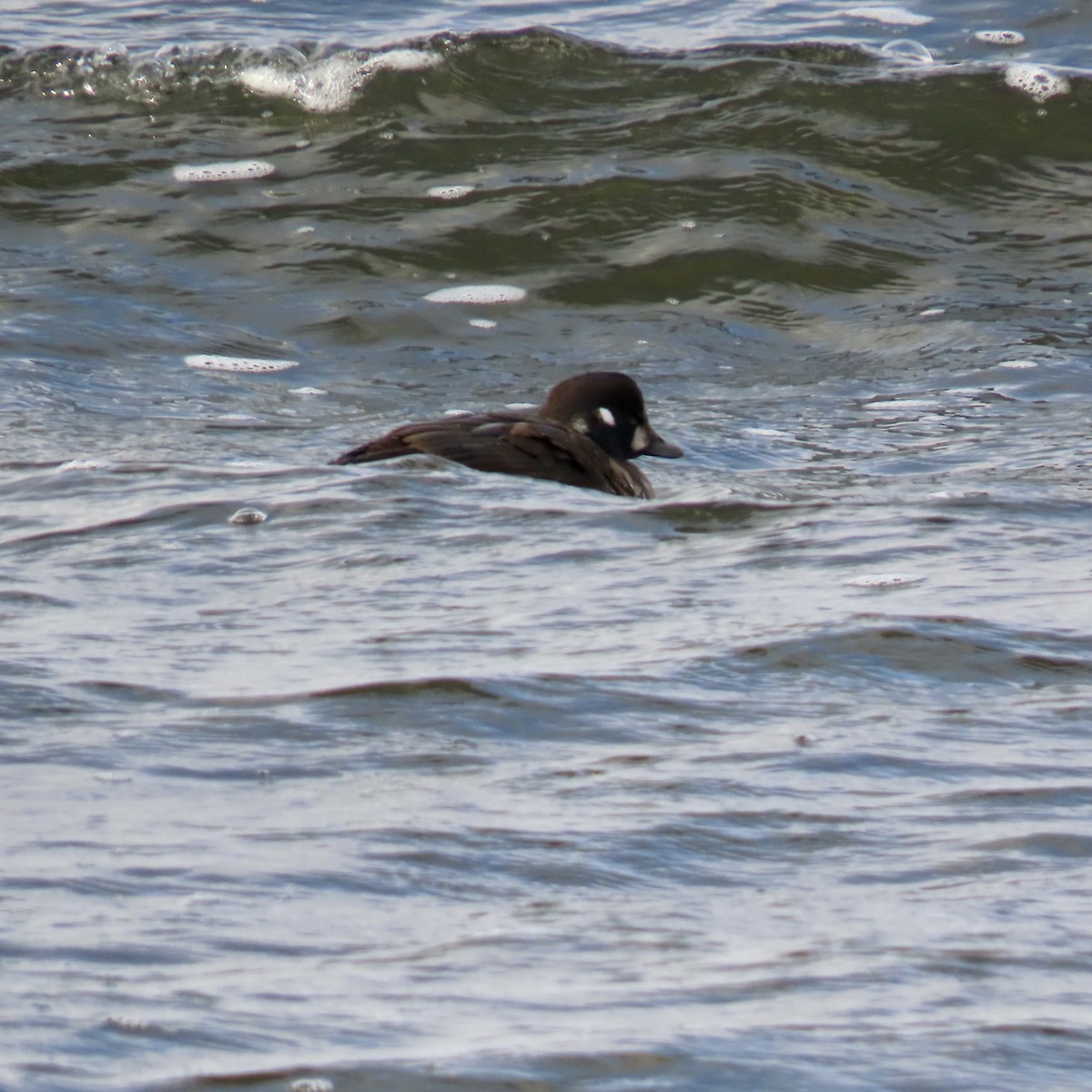 Moretta arlecchino - ML645956173