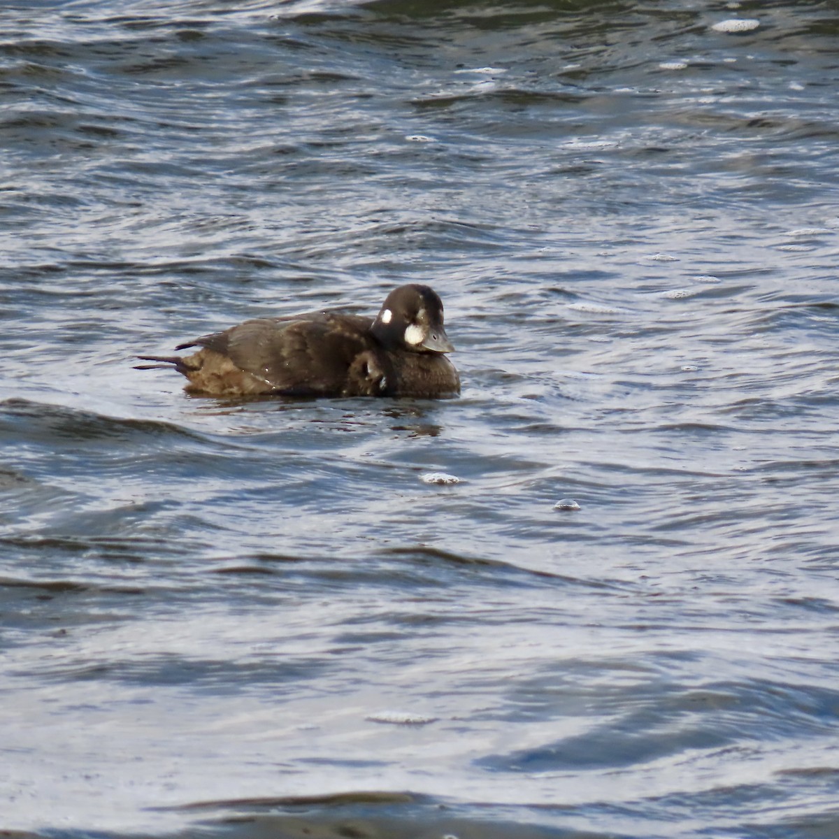 Moretta arlecchino - ML645956174