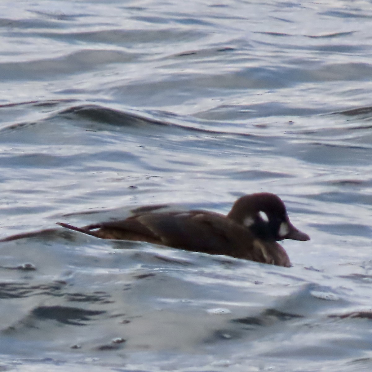 Moretta arlecchino - ML645956175