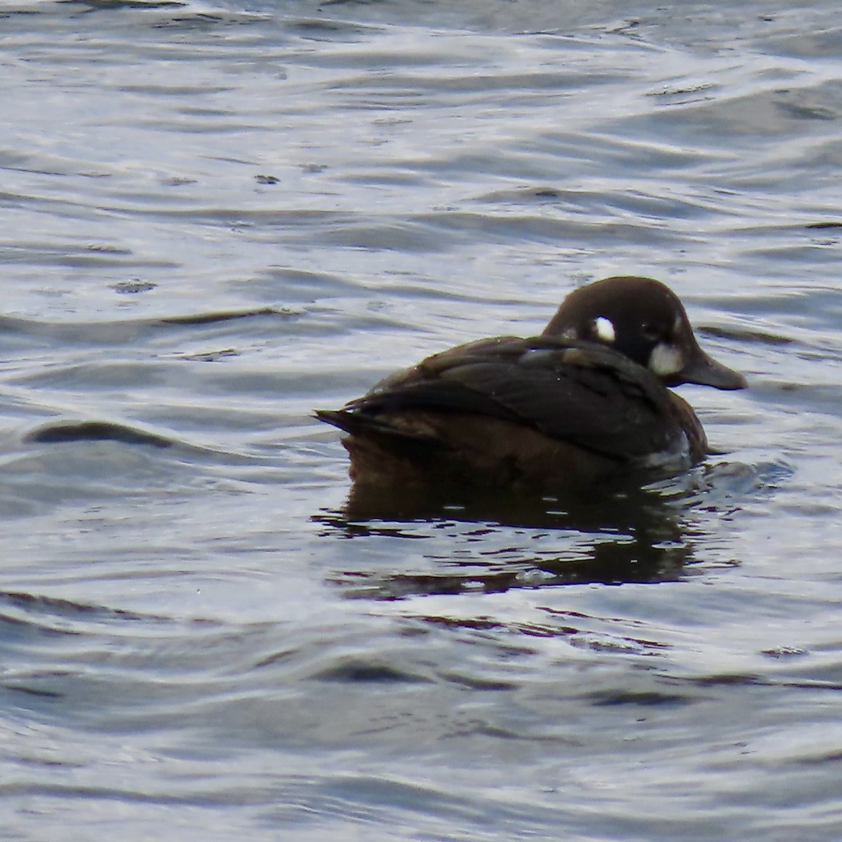 Moretta arlecchino - ML645956176