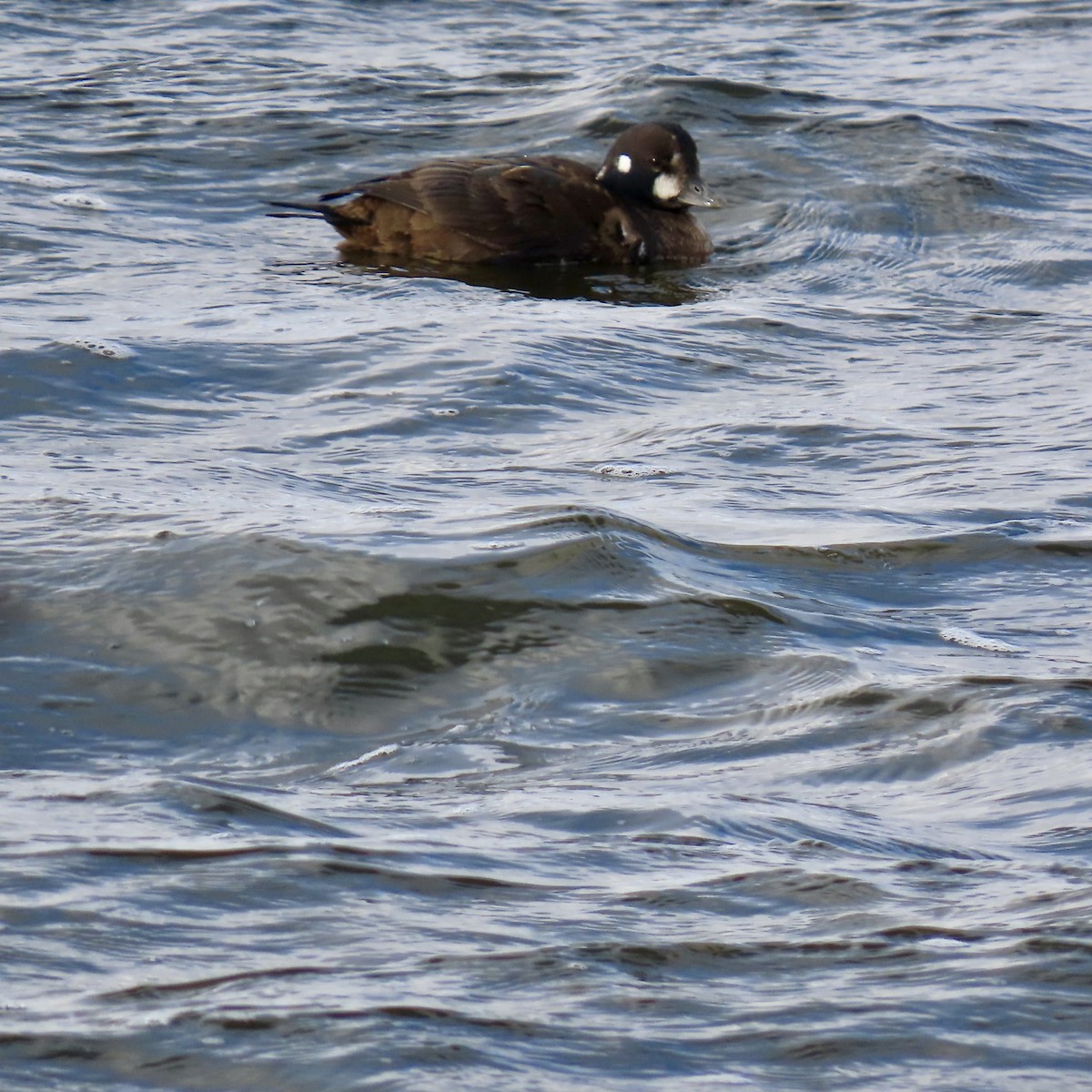 Moretta arlecchino - ML645956177