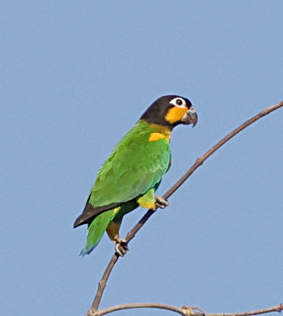 Orange-cheeked Parrot - ML645956179
