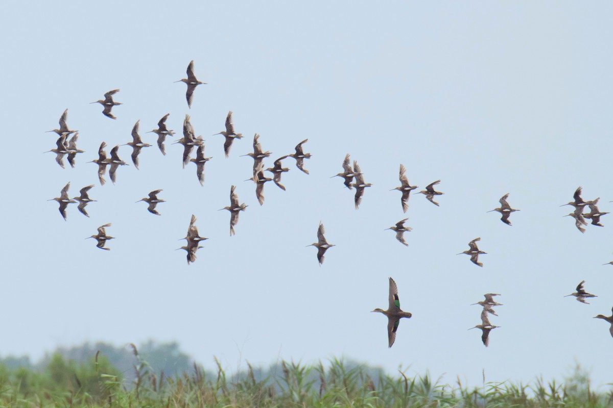 長嘴半蹼鷸 - ML645956183