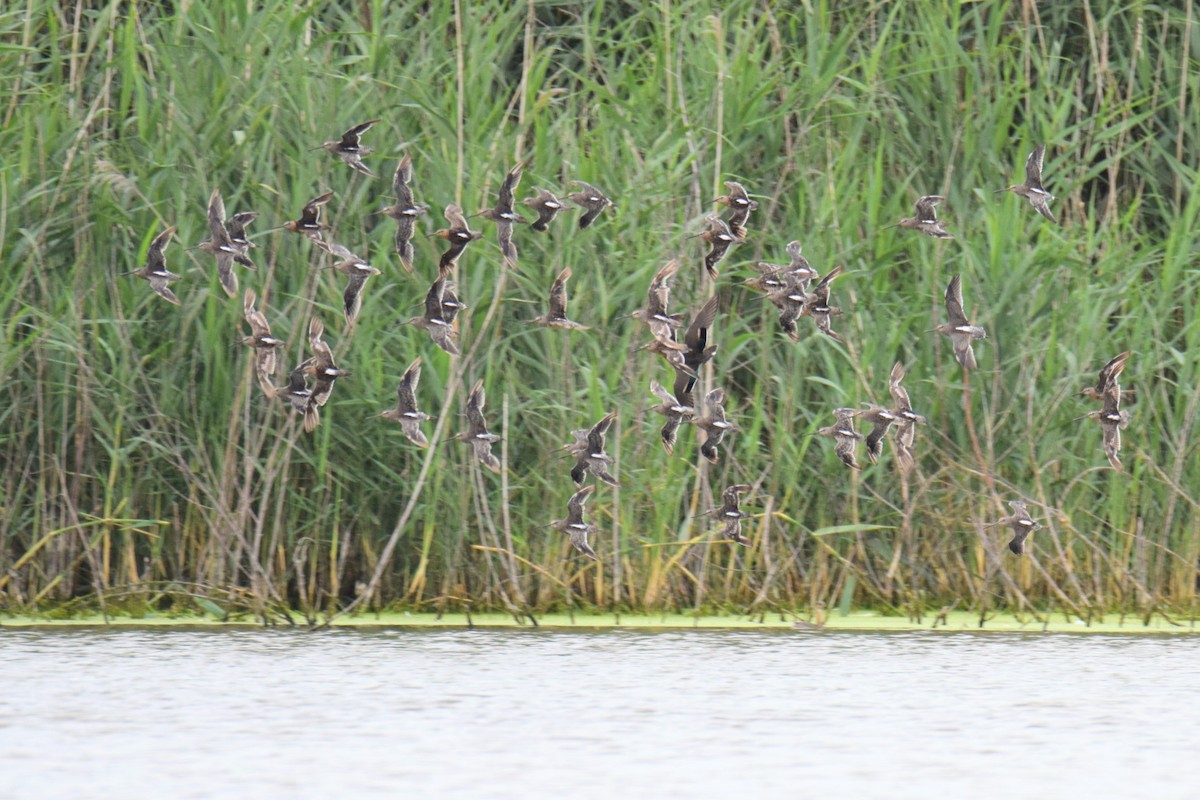 長嘴半蹼鷸 - ML645956184