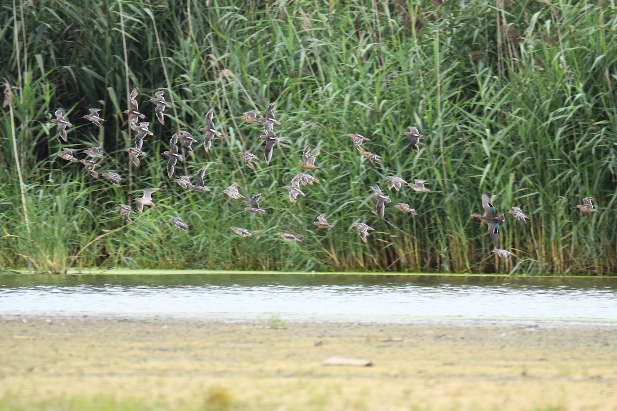 長嘴半蹼鷸 - ML645956185