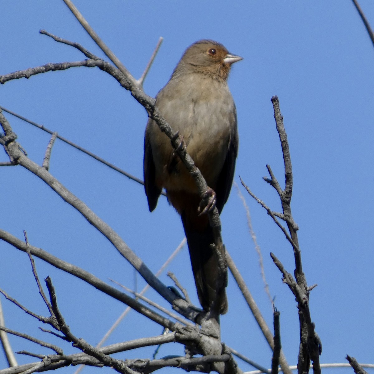 California Towhee - ML645956189