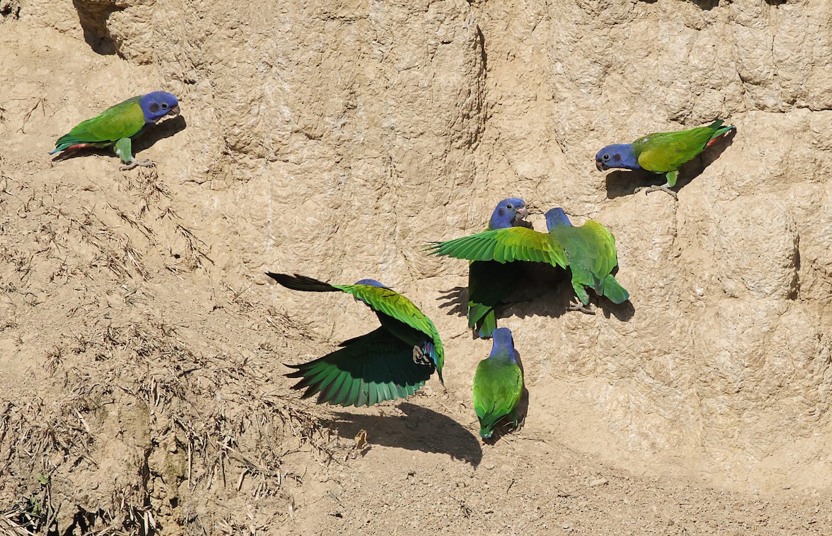 Blue-headed Parrot - ML645956195