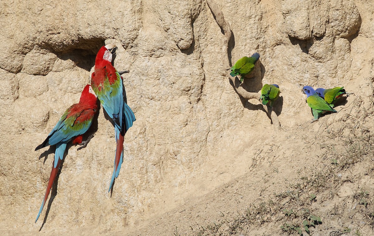 Blue-headed Parrot - ML645956196