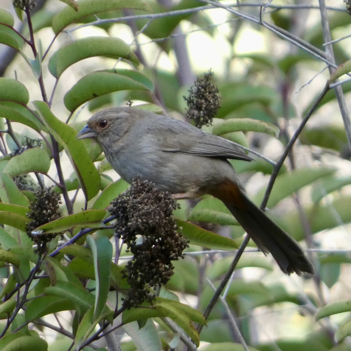 California Towhee - ML645956197