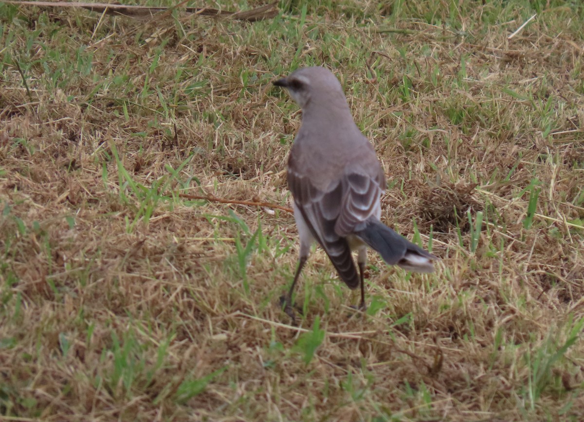 Tropikal Taklitçi - ML645956198