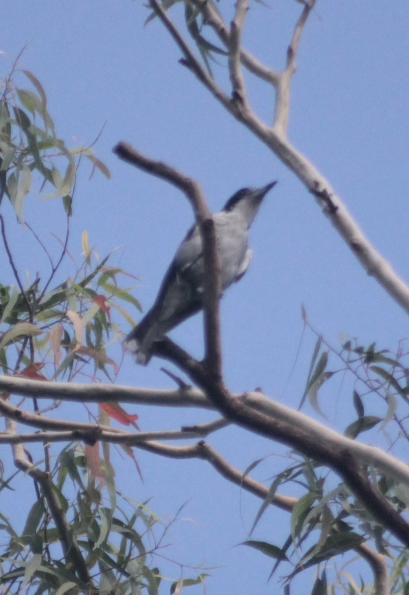Gray Butcherbird - ML645956199