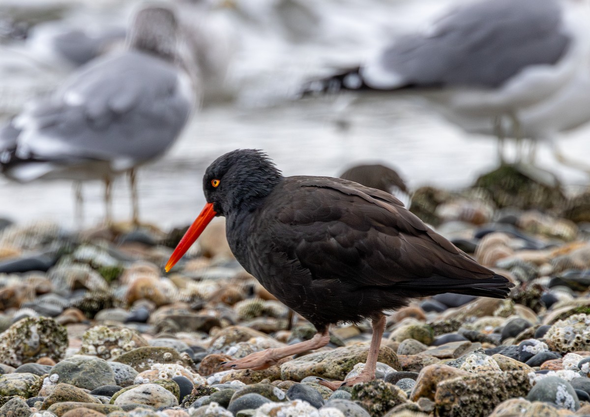 Black Oystercatcher - ML645956200