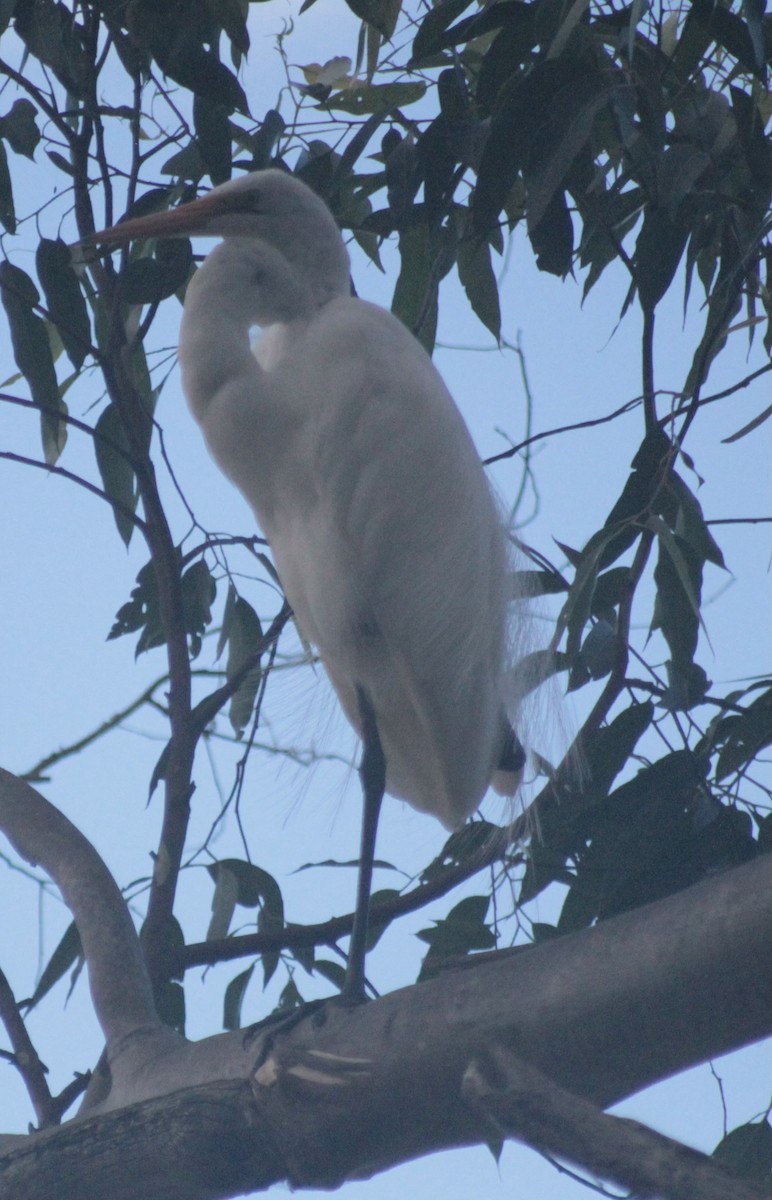 Great Egret - ML645956202