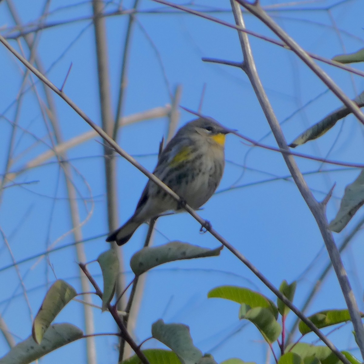 Yellow-rumped Warbler - ML645956203