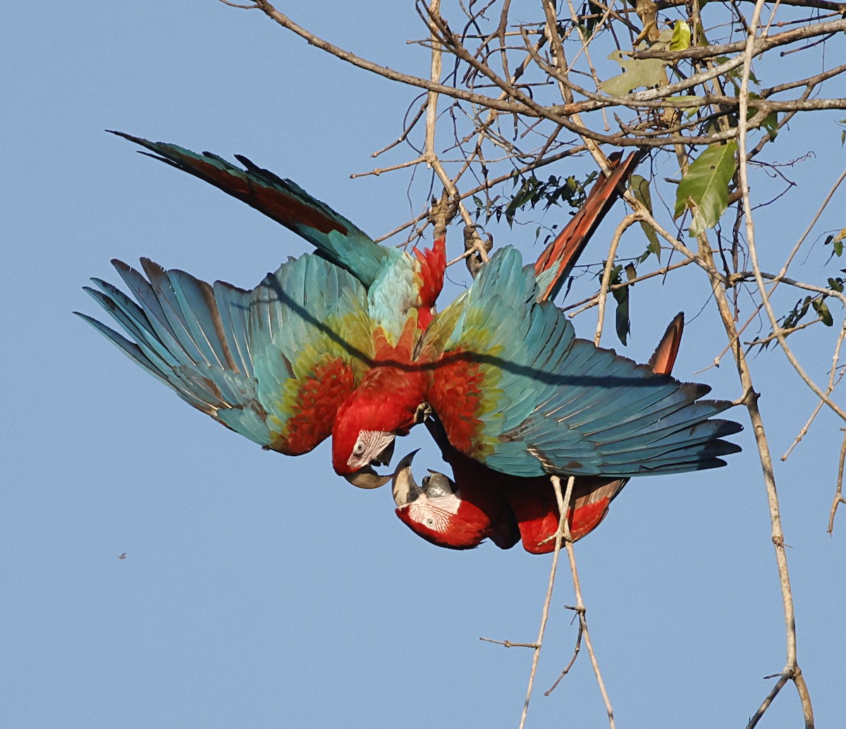 Red-and-green Macaw - ML645956204