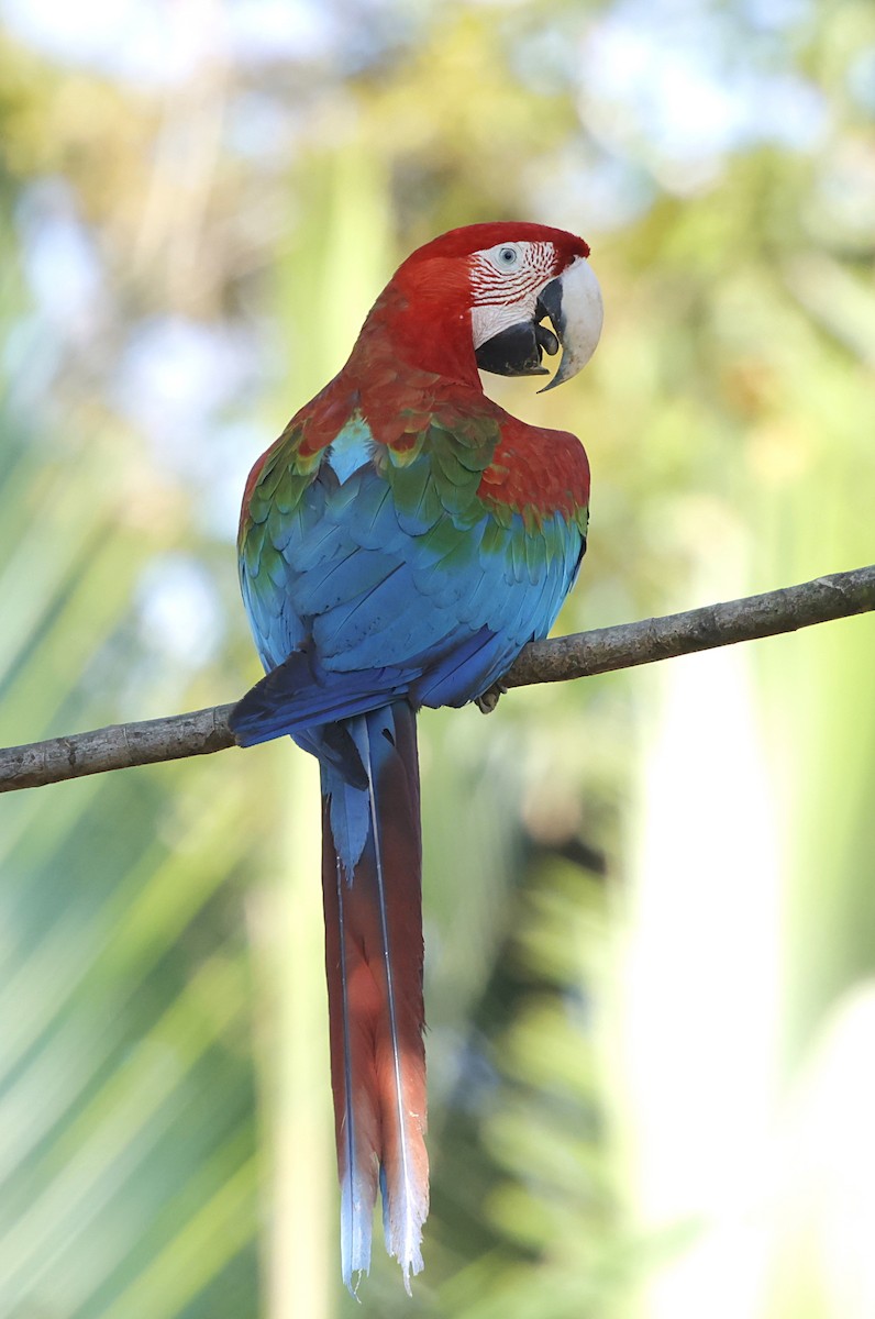 Red-and-green Macaw - ML645956205
