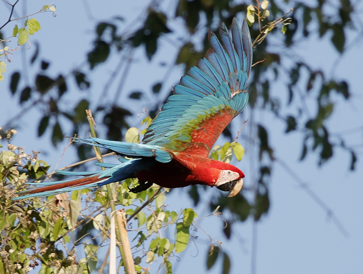 Red-and-green Macaw - ML645956206