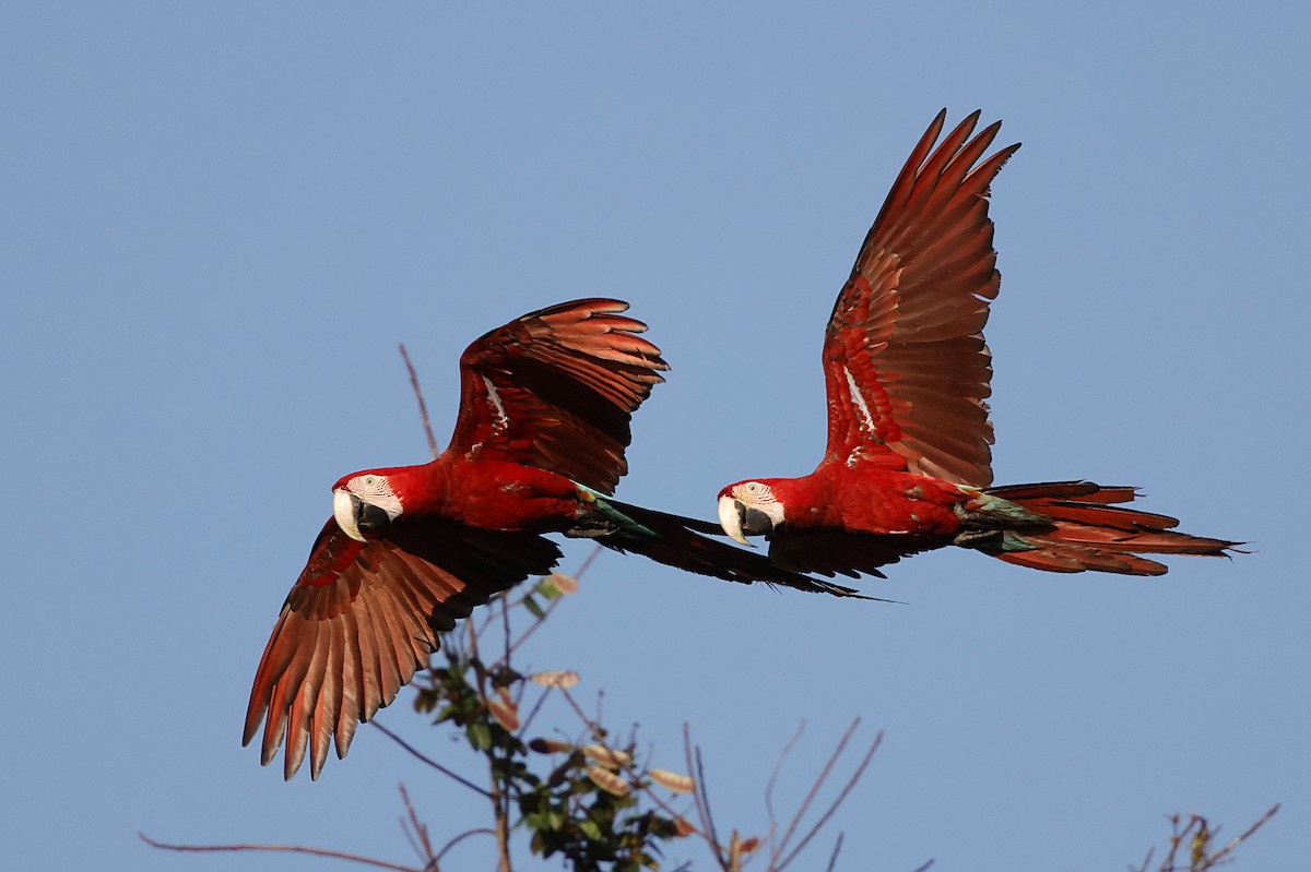 Red-and-green Macaw - ML645956207