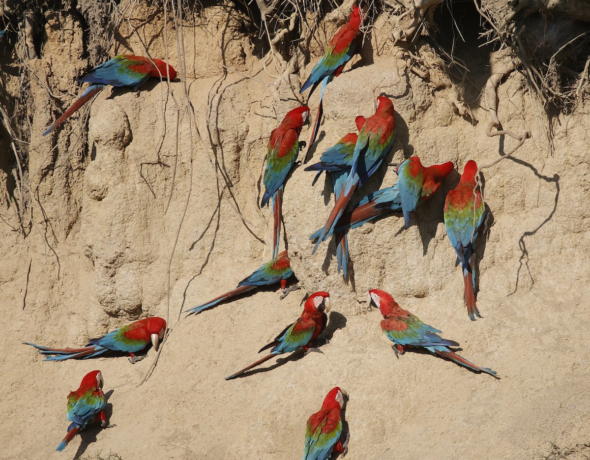 Red-and-green Macaw - ML645956208