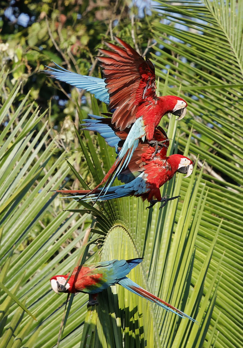 Red-and-green Macaw - ML645956209