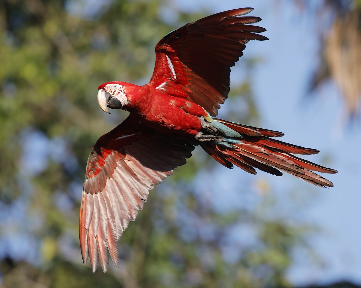 Red-and-green Macaw - ML645956210