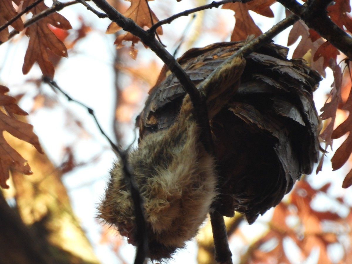 Great Horned Owl - ML645956211