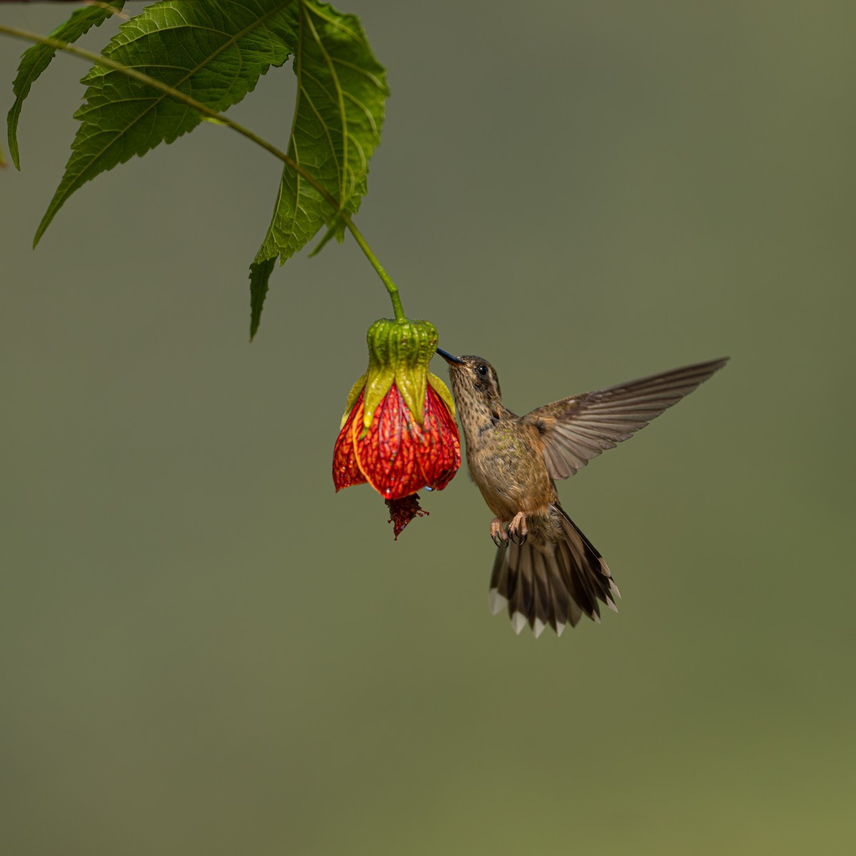 Speckled Hummingbird - ML645956212