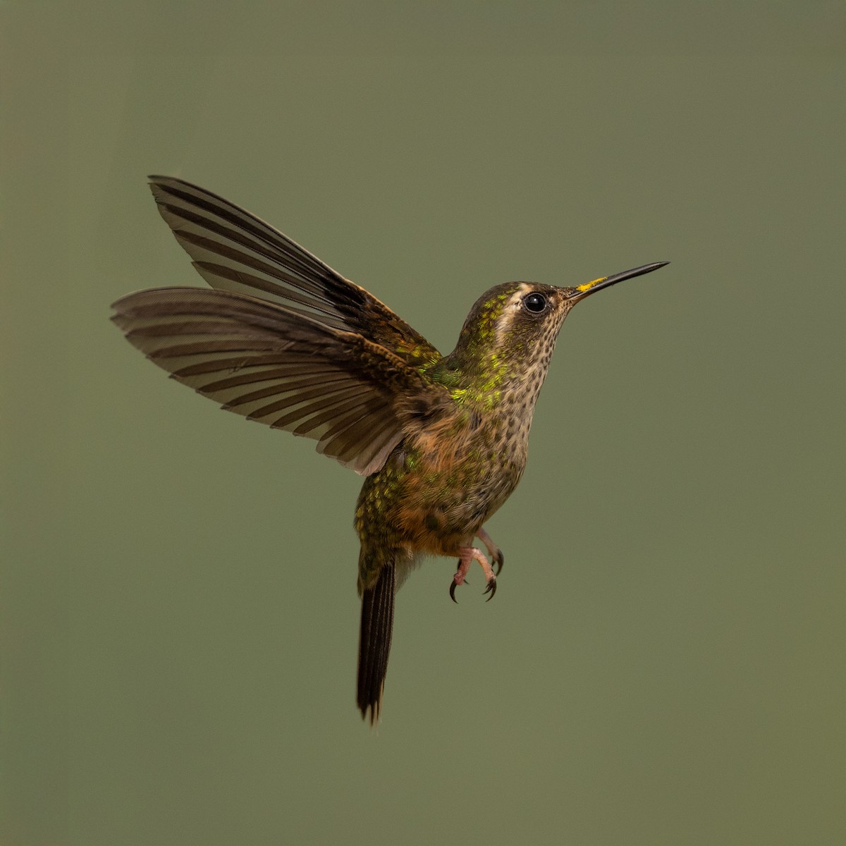 Speckled Hummingbird - ML645956213