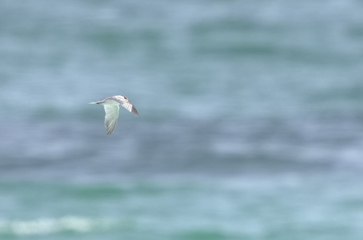 Bridled Tern - ML645956215