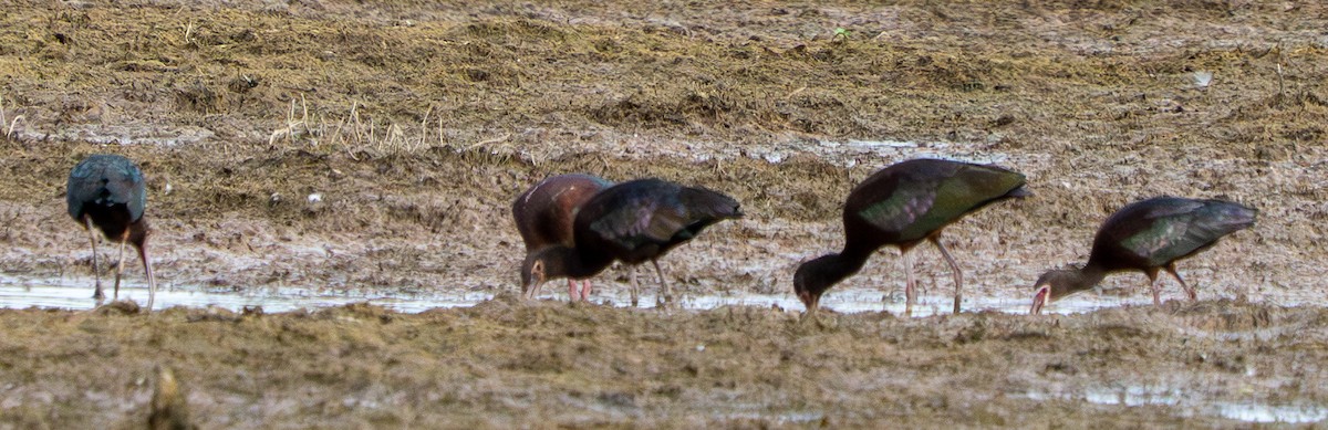 White-faced Ibis - ML645956216