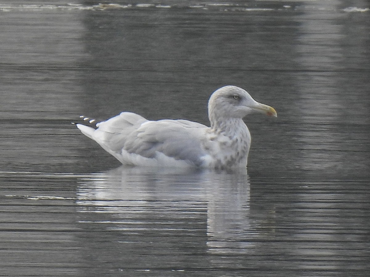 American Herring Gull - ML645956217