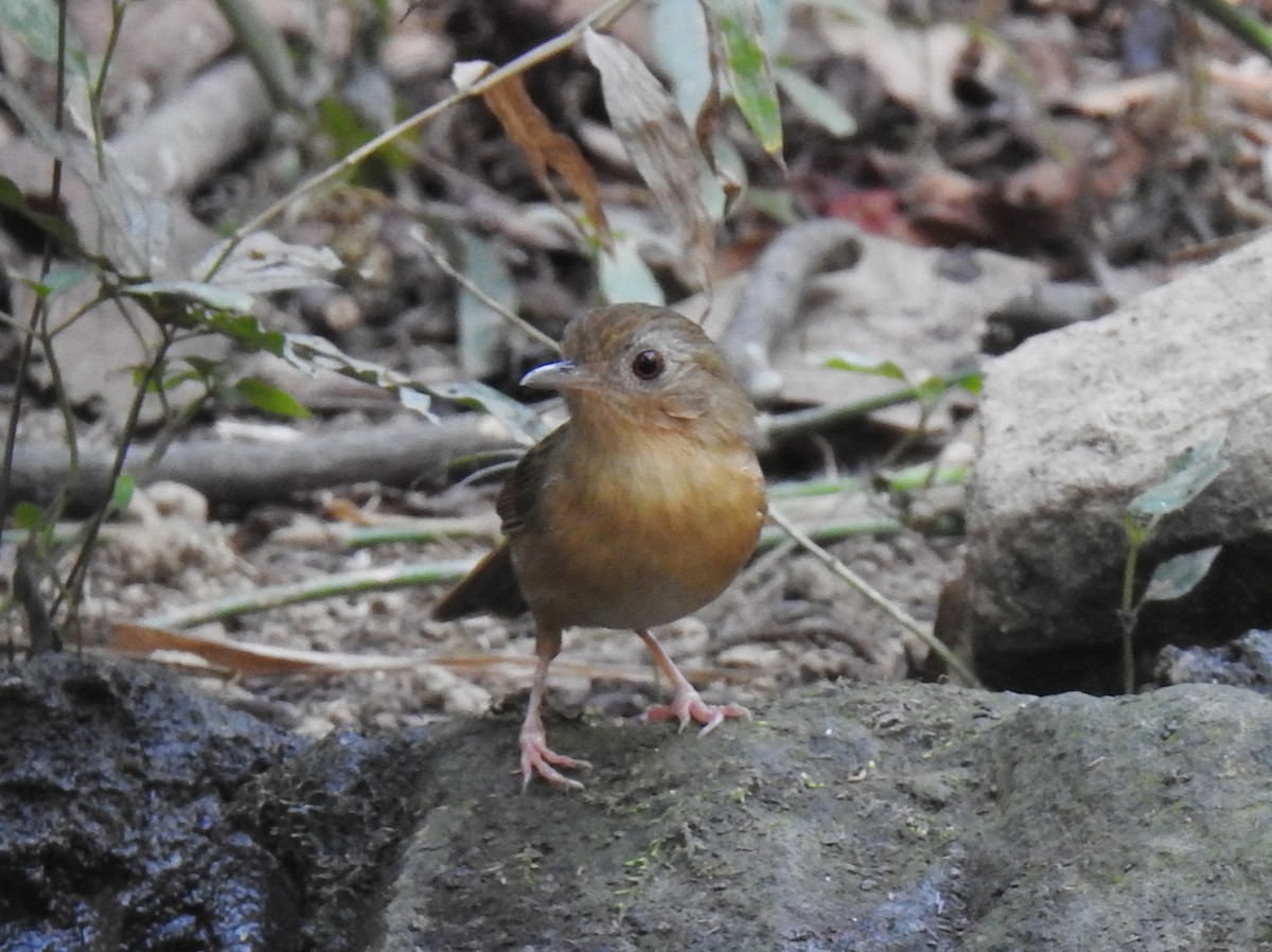 Buff-breasted Babbler - ML645956219