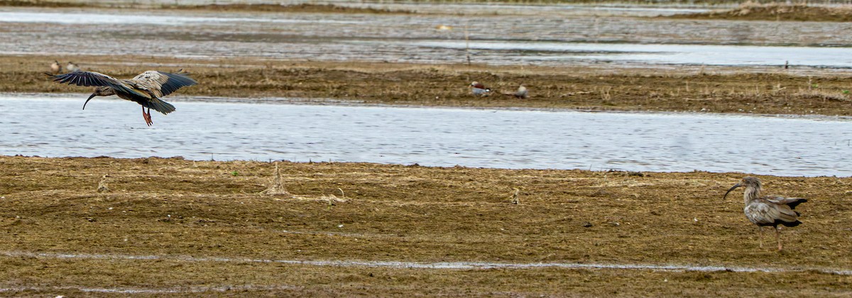 Plumbeous Ibis - ML645956220