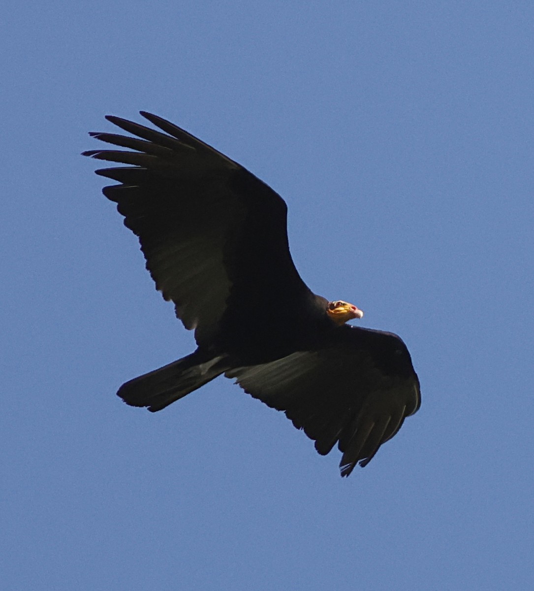 Greater Yellow-headed Vulture - ML645956221