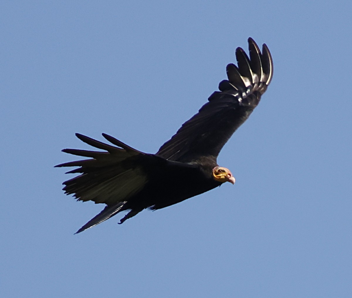 Greater Yellow-headed Vulture - ML645956222