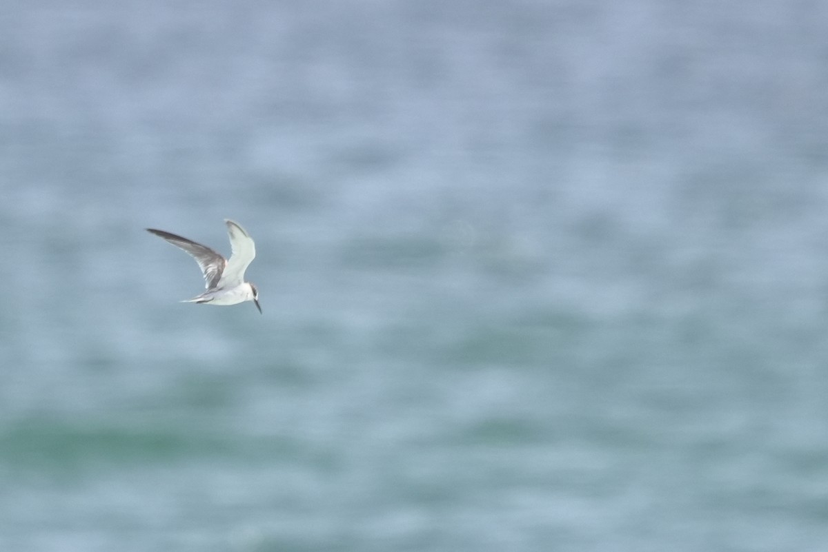 Bridled Tern - ML645956223