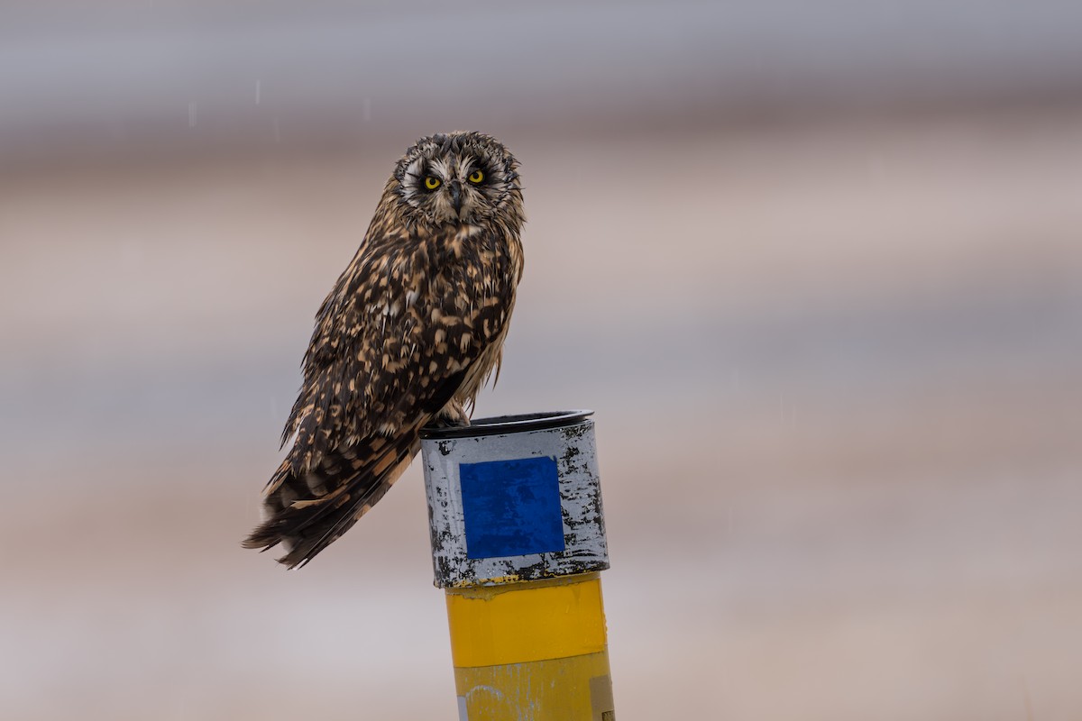 Short-eared Owl - ML645956224